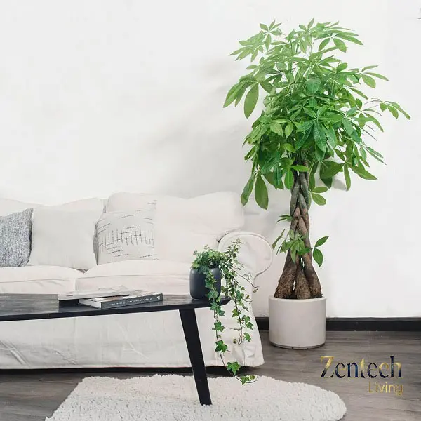 cây lọc khí trong phòng khách