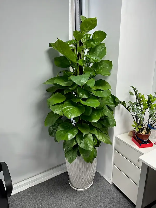 cây trầu bà 1